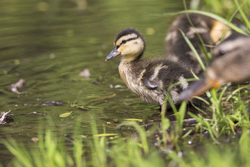 Cute Mallard babies