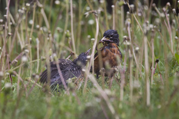 Mother American Robin Feeding Baby