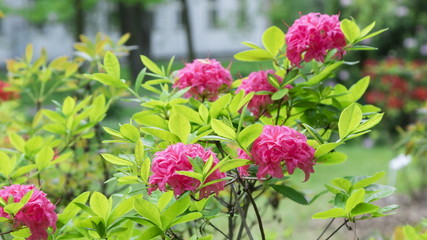 Blossoming rhododendron in the  garden