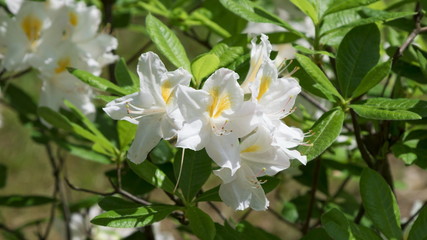 Blossoming rhododendron in the  garden