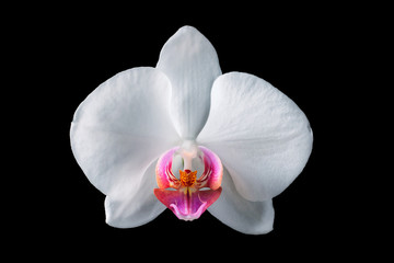 One orchid isolated on a black background