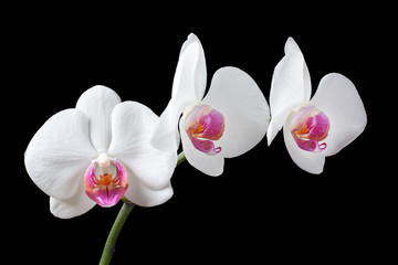 Naklejka na ściany i meble Orchid flower with white petals isolated on black background