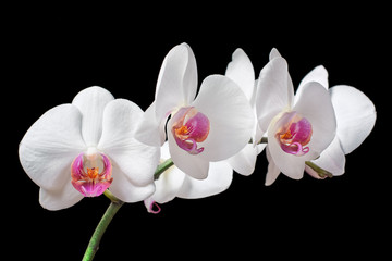 Fototapeta na wymiar Orchid with white petals isolated on a black background