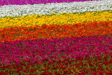 Fototapeta na wymiar Rows of colorful flowers blooming