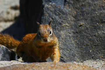 Close up of squirrel face looking at camera
