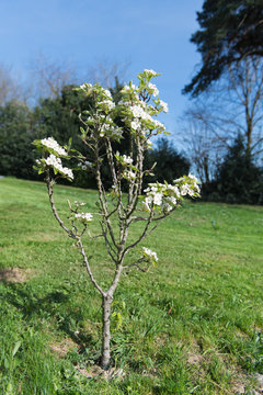 Pear tree with blossom