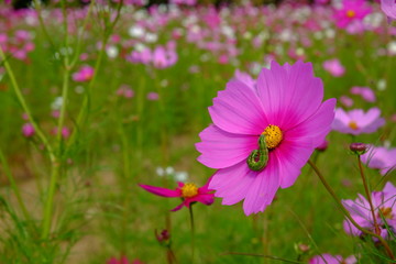 Fototapeta premium コスモス あおむし