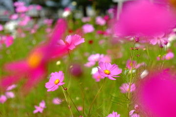 コスモス