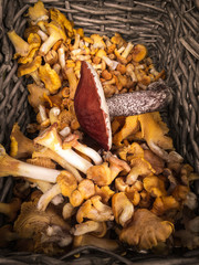 Basket with wild forest mushrooms
