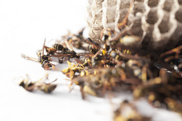 Dead Paper Wasps