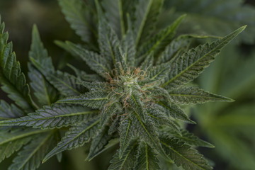 Aged dark green bloom of Serious Happiness