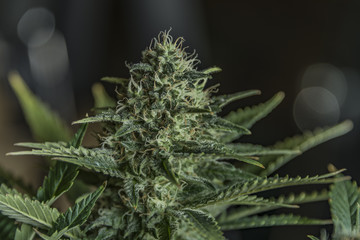 Aged dark green bloom of Serious Happiness