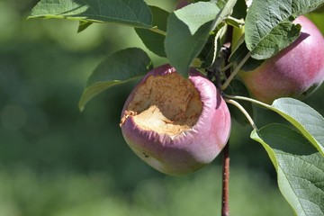 Pomme abimée, pourrie, entamée sur l'arbre