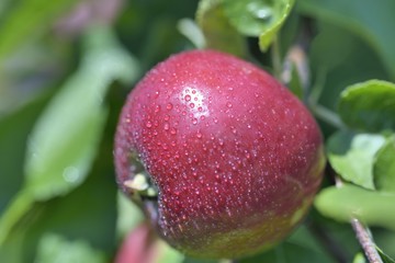 Auto-cueillette au verger