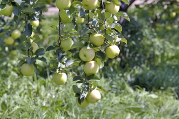 Auto-cueillette au verger