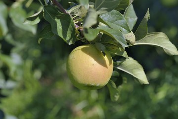 Auto-cueillette au verger