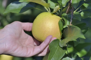 Auto-cueillette au verger