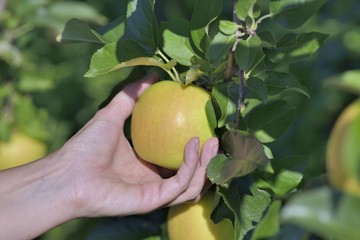 Auto-cueillette au verger