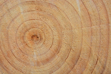 Naklejka premium Madera