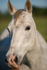 Grey Horse Looking