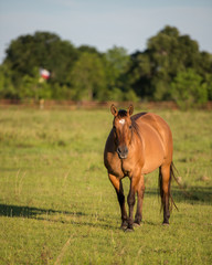 Dun Horse with flag