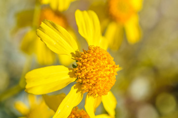 bright yellow flower blooming during spring