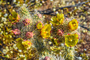 Cactus flower sprouts