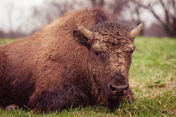 American Buffalo Muddy