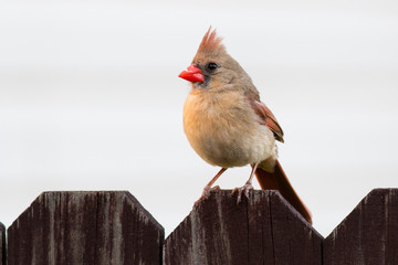 Cardinal bird on a wood fence against a white background.
