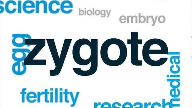 Zygote animated word cloud, text design animation.