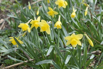 Spring flowering bulb plants in the flowerbed. Flowers daffodil yellow