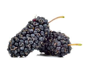 Mulberry isolated on the white background