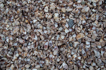 Sea shells pile repeating pattern