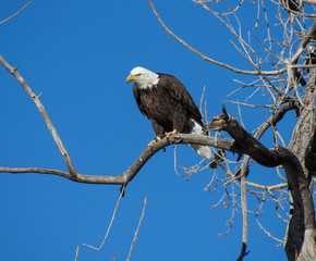 Bald Eagle on branch hunting 