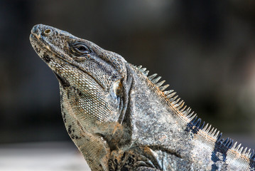Iguana in wildlife. Cancun, Mexico