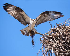 Osprey Bringing In Spanish Moss to Add to It's Nest