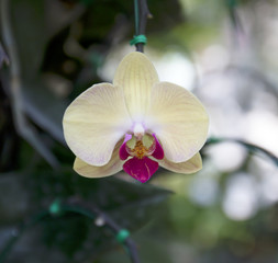 Orchid