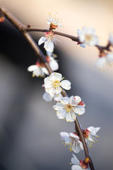 White Cherry Blossom Flowers in Spring