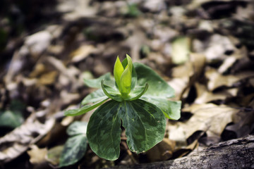Trillium luteum