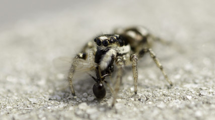 jumping spider eating