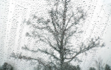 trees in the rain behind window glass with rain drop