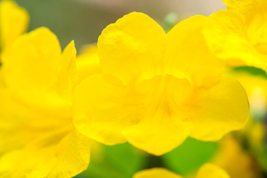 Fototapeta Spring background with yellow flowers