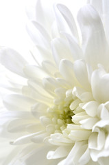 菊の花　白バック
