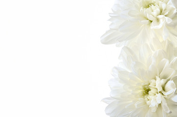 菊の花　白バック
