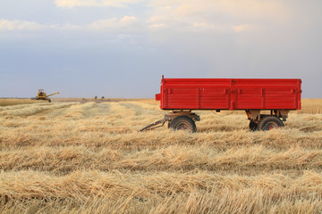 Fototapeta na wymiar Harvester is working in the field during harvest time