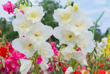 Bunch of colorful Gladiolus flowers in beautiful garden