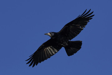 Rook (Corvus frugilegus)