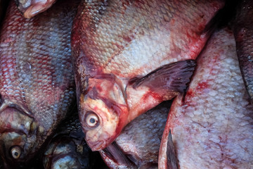 Fresh fish on the market. Bream