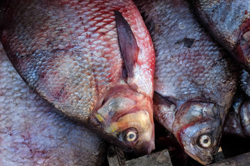 Fresh fish on the market. Bream