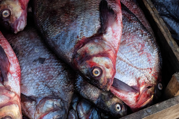 Fresh fish on the market. Bream